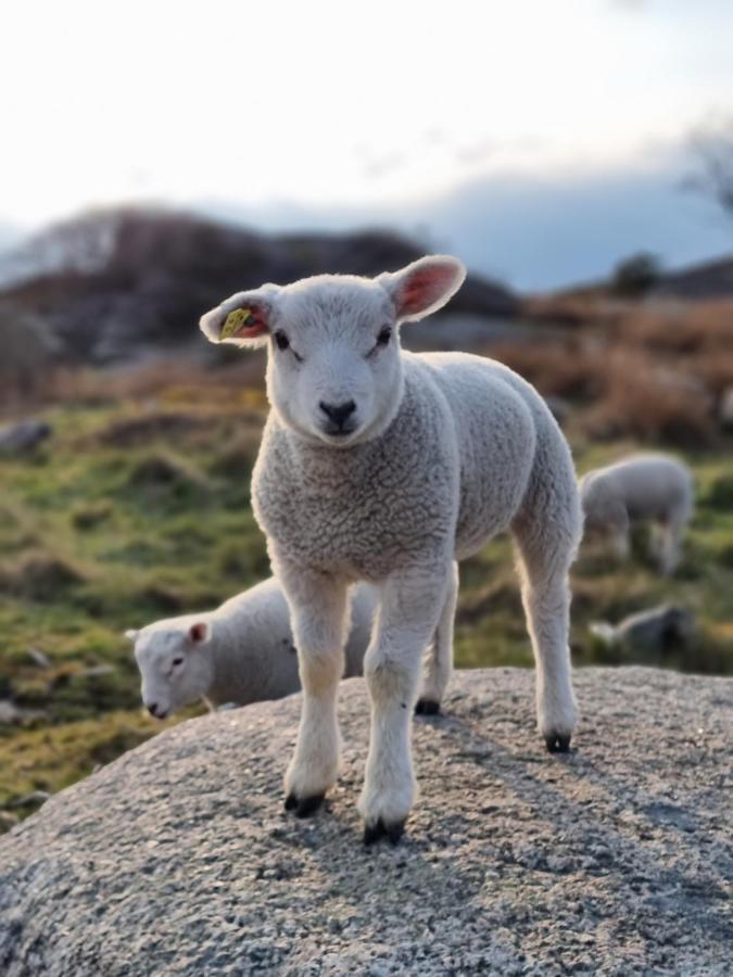 Attefallshus Naera Havet Norranaes Varberg Esterno foto